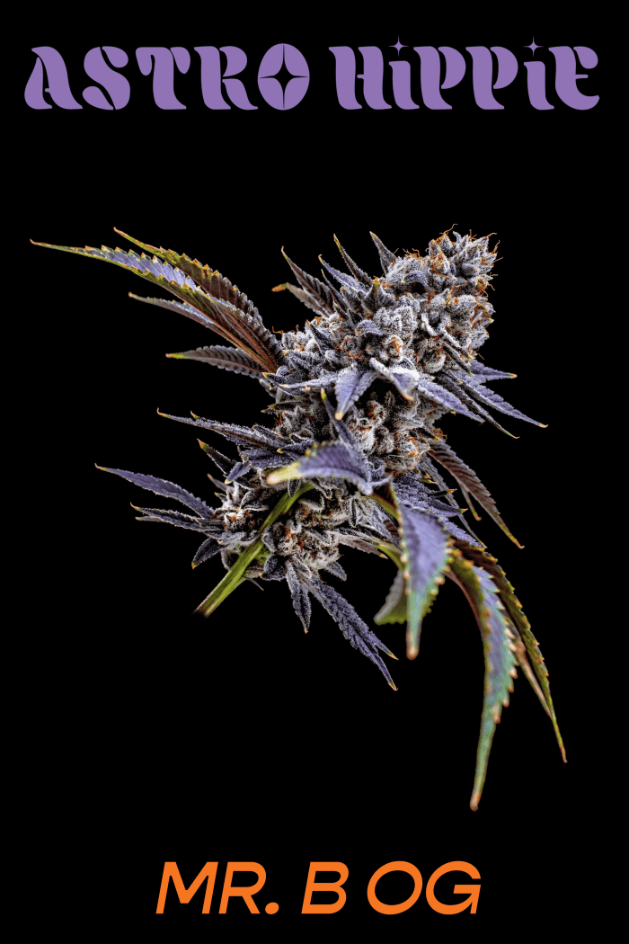 Les "Monsieur B OG" variété de la nouvelle gamme de cannabis Astro Hippie de GRiZ.